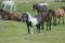 Freilebende Ponys im Dartmoor