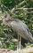 Schwarzer Storch am Ufer des Grenzflusses Dunajec